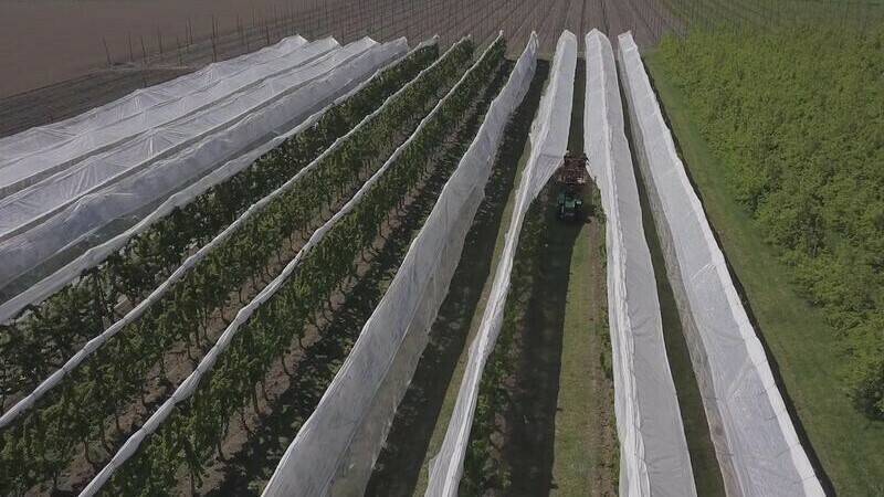 Drosophila suzukii-mallas-proteccion-cerezos